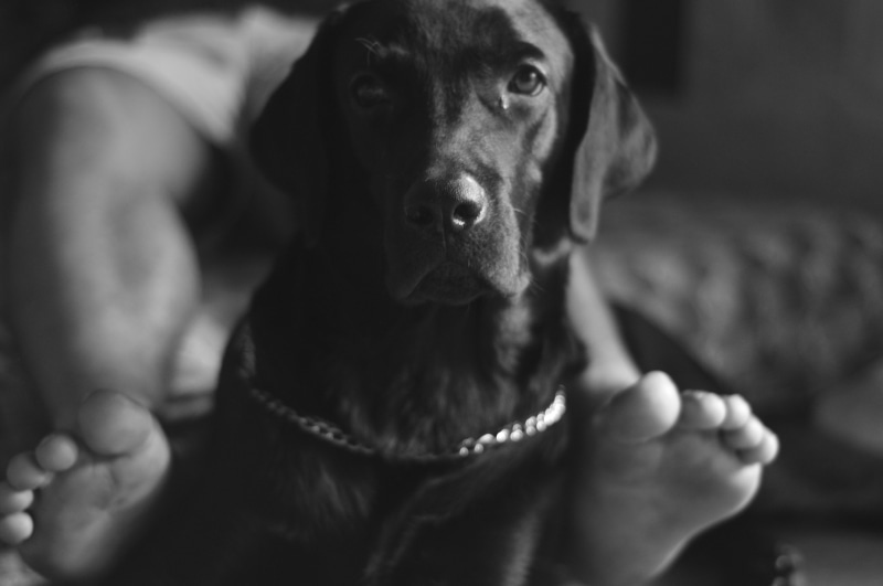 dog, monochrome, pets, domestic, domestic animals, animal body part, sitting, photography, 5K, selective focus, close-up, indoors, portrait, canine, vertebrate