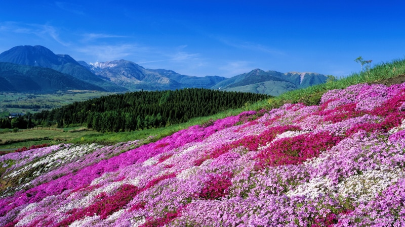 park, 2K, japan, oita, flower, kuju, phlox, Spring/Summer
