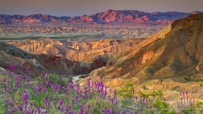 desert, state, blossoms, california, spring, Spring/Summer, borrego, 2K, park, anza