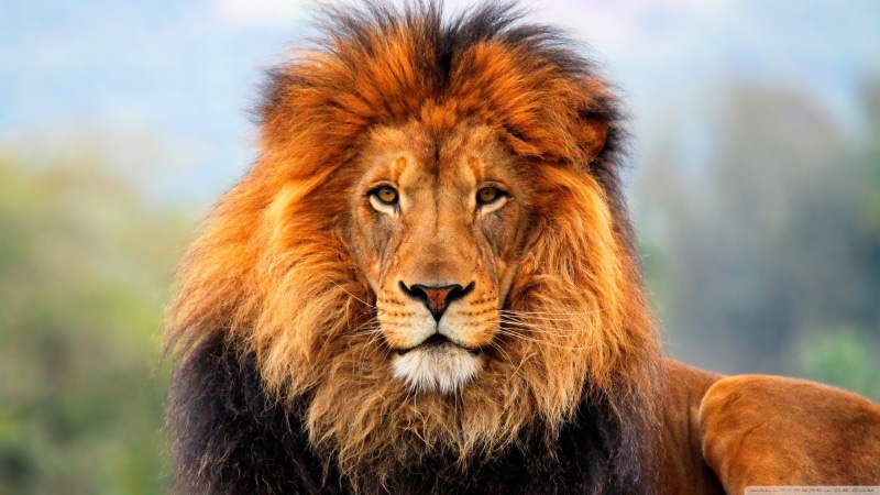 ultra hd, Lion, animals, hd, 2K, 2560x1440