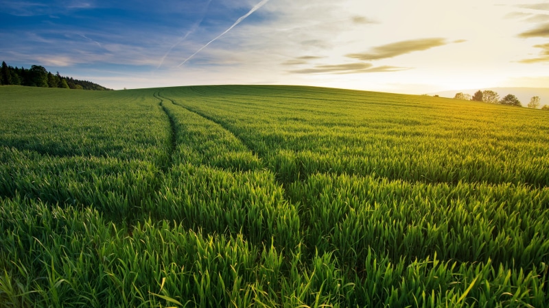 meadow, cloud - sky, scenics - nature, farm, pasture, plant, outdoors, environment, grass, cereal plant, summer, no people, rural, nature, growth, green color