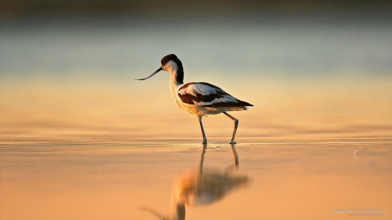 sardinia, italy, wading, Birds, avocet, 2K