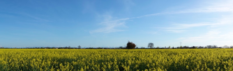 canola, cloudy, sky, Field, landscape, 5K, sony  RX100, blue, rural Scene, panorama, green, daytime, farm, flower, agriculture, oilseed Rape, nature, crop