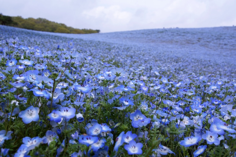 blue, season, sky, Shower, nature, 5K, springtime, purple, flower, summer, flowers, field, plant, white, Nemophila, blue sky, beauty In Nature, rural Scene