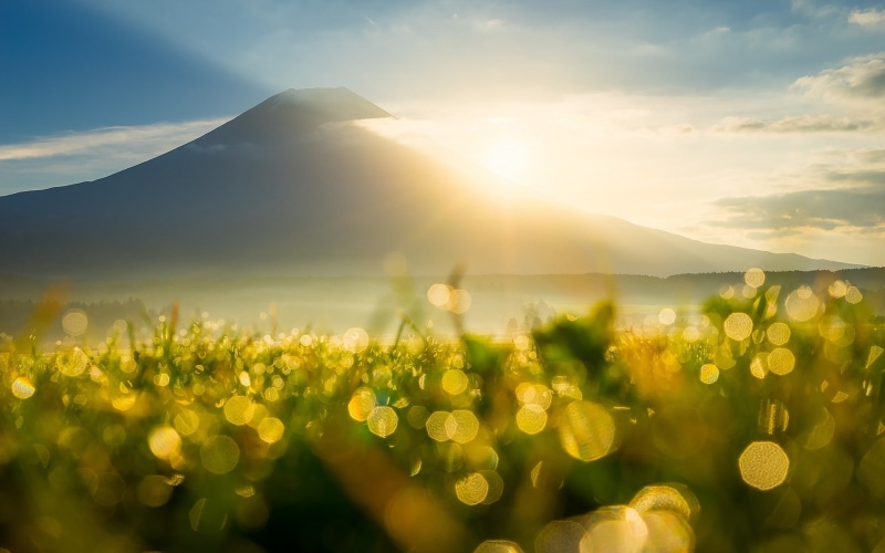 Bokeh, 1080P, Grass, Rays, Flare, Sunrise, Mountain, Dew, Sun
