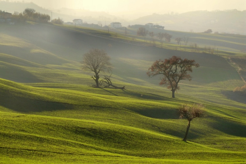 hill, tree, nature, le, landscape, onda verde, Discovery, grass, italians, Italy, Pixels, field, Perfect, San  Severino, MY CAMERA NEVER LIES, FOGLIA, green grass