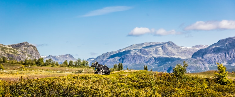 hiking, mountain Peak, green, Hemsedal, outdoors, time, scenics, Mountains, land, cows, photography, grass, Lonely, sky, landscape, surrounded, 8K, cow