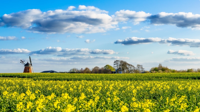 flowers, countryside, blue, day, sun, farm, Stenderup, time, rural Scene, cloud - Sky, sunset, windmill tower, yellow, DK, canola, outdoors, green, landscape