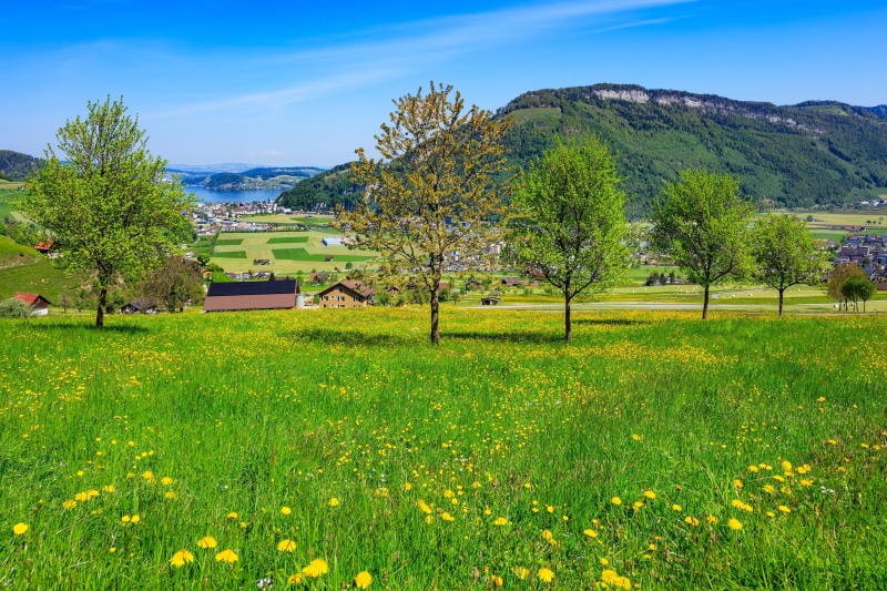 stanserhorn, leafed, green color, alps, hill, day, european, architecture, dandelion, land, tree, building exterior, travel destinations, house, view, beauty in nature
