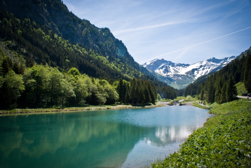 tree, forest, malbun, european Alps, berge, scenics, mountain, nature, alps  mountains, triesenberg, bäume, meadow, 4K, green forest, summer, Steg, flowers