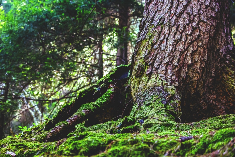 close-up, plant, nature, winedharma, corteccia, tree trunk, trunk, green color, woodland, 5K, no people, focus on foreground, val gardena, growth, outdoors