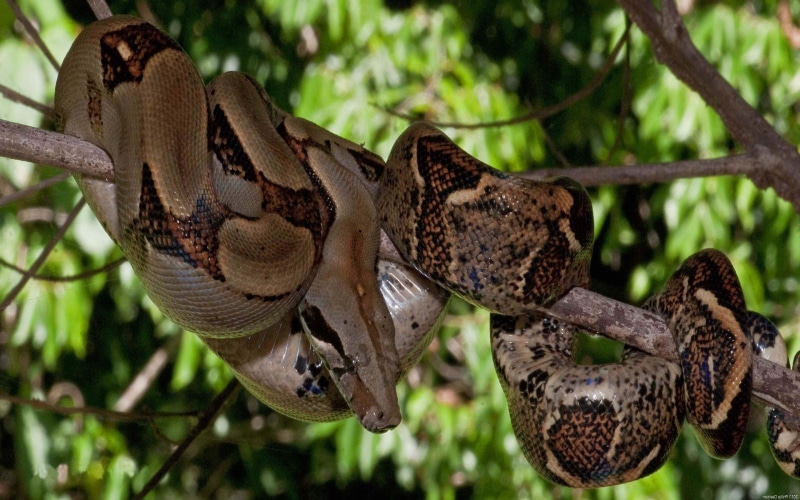 animal wildlife, animal themes, caribbean, nature, hd, constrictor, snake, branch, day, tail, no people, body, boidae, boa, plant, animals in the wild