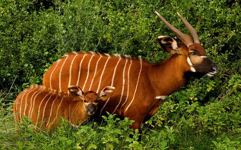 national, tablet, aberdare, hd, laptop, forest, park, antholopes, phones, african, 4K, mobile, kenya