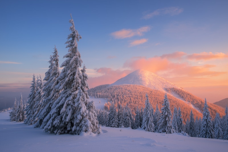 Carpathian Mountains, Snow, Winter, 5K, Sunset, 4K, Pine trees