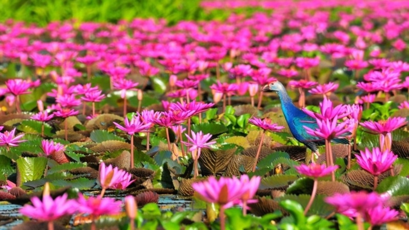 flowers, hd, lotus, lake, phatthalung, thale, red, noi, thailand, province, 1080P, full