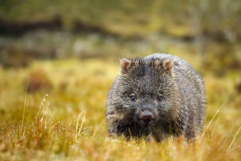 summer, wombat, nature, 1080P