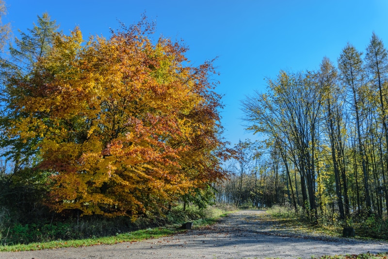 beautiful, peaceful, alley, foliage, colorful, treelined, no people, autumn colours, beauty in nature, green, tranquil scene, growth, golden, change, tranquility