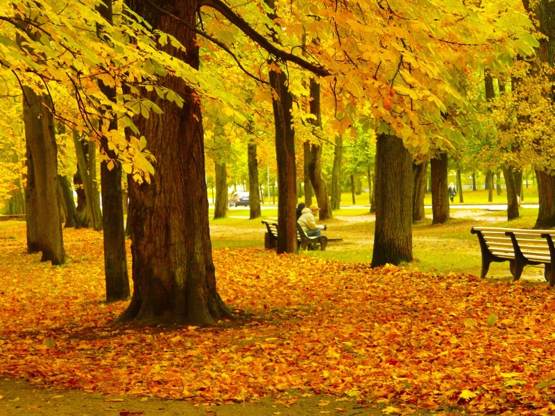 europe, seat, person, plant part, nature, garden, land, maple, change, growth, orange color, october, amazing, leaf, tallinn, orange, leaves, beauty in nature