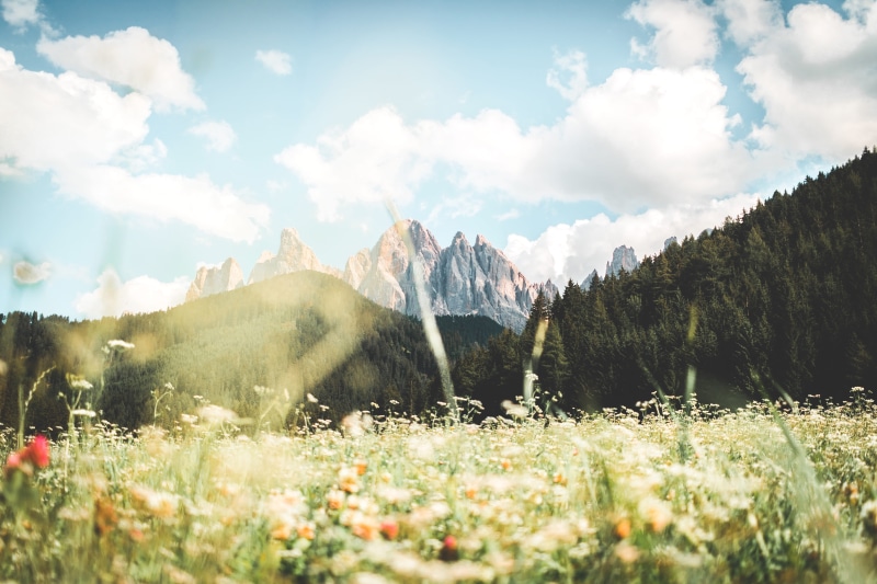 landscape, backgrounds, mountain, flower, panoramic, rock - Object, rugged, beauty In Nature, valley, plant, scenics, mountain Peak, dolomite