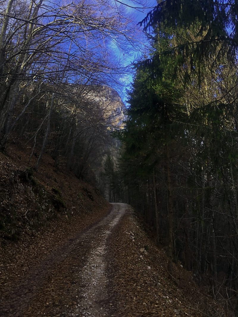 dirt, non-urban scene, mountain, road, direction, tree, vanishing point, the way forward, no people, growth, way, 2K, italy, land, tranquil scene, nature