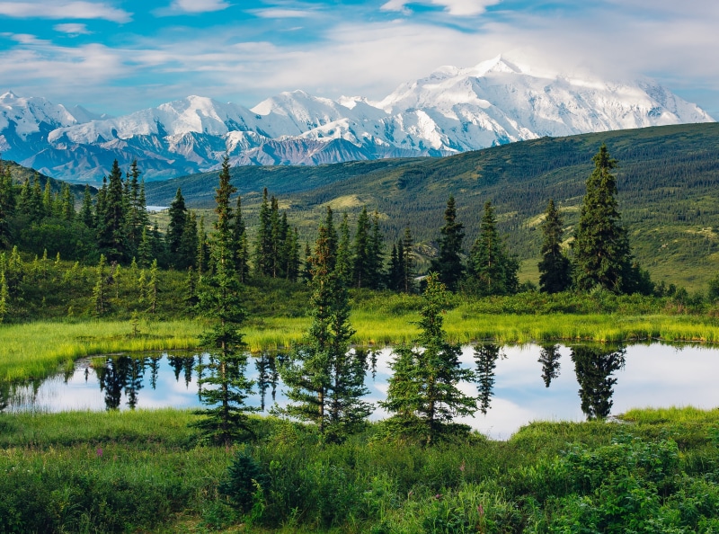growth, Wonderful, sky, marvelous, Alaska, no people, Scenery, 4K, Coniferous, green color, plant, Landscape, Scene, idyllic, mountainside, Mount, outdoors