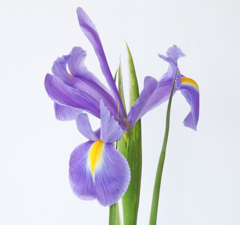 blue flower, flower, photo, petal, beauty In Nature, close, 4K, petaled, plant, tulip, flower Head, springtime, flowers, macro, close-up, Wonderful world