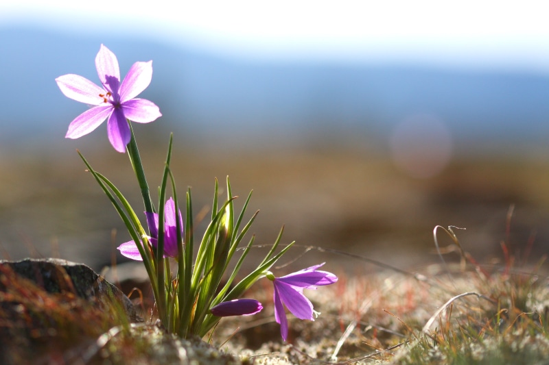 plant, lovely, Bokeh, USM, awesome, Catherine Creek, USA, f/2.8, outdoors, pink Color, Canon EF, fantastic, Purple Flower, 4K, Washington, Wildflower