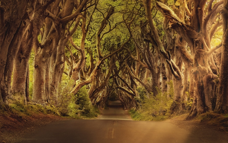 avenue, treelined, outdoors, growth, nature, trunk, northern ireland, weird, 2K, non-urban scene, trees, tree trunk, the dark hedges, transformers, forest