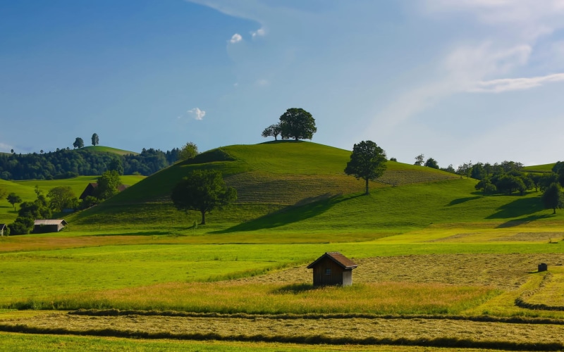 rural scene, environment, no people, outdoors, plant, field, day, tree, building, green color, tranquil scene, architecture, tranquility, scenics - nature