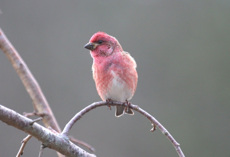 SOE, animal, wildlife, beak, wonderful world, purple, twig, world of birds, finch, red bird, 1080P, red, Purple Finch, nature, branch, photography, bird