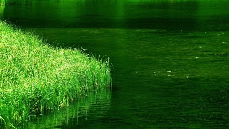 plant, scenics - nature, green color, day, no people, grass, outdoors, tranquil scene, 5K, land, water, growth, high angle view, field, lake misurina