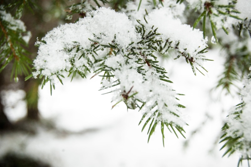 focus on foreground, dolomites, pine tree, needle - plant part, bianca, fir tree, cold, pinaceae, mountain, snow, coniferous tree, celebration, christmas