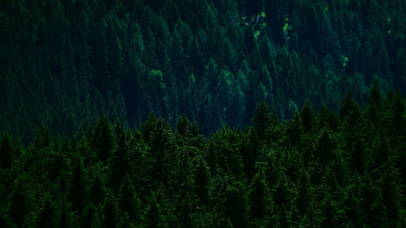 non-urban scene, backgrounds, landscape, green, beauty in nature, no people, forest, scenics - nature, coniferous tree, land, grass, lake misurina, lush foliage