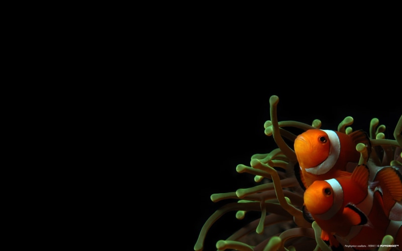 healthy eating, 1080P, Anemones, cut out, nature, orange color, food, freshness, studio shot, representation, still life, sea, wellbeing, copy space, vegetable