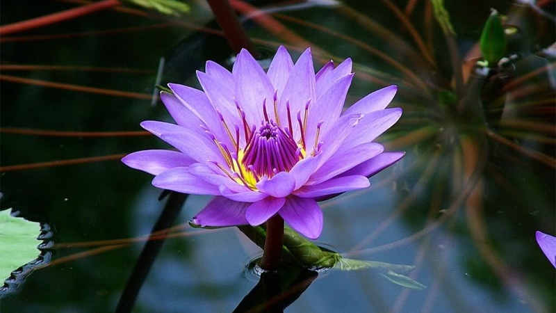 purple, hd, mobile, flower, pc, color, beautiful, 1080P, tablet, lotus