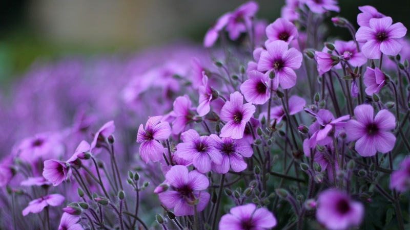 laptop, ornamental, geranium, desktop, 1080P, pc, flowers, flowering, mobile, purple, hd, plants
