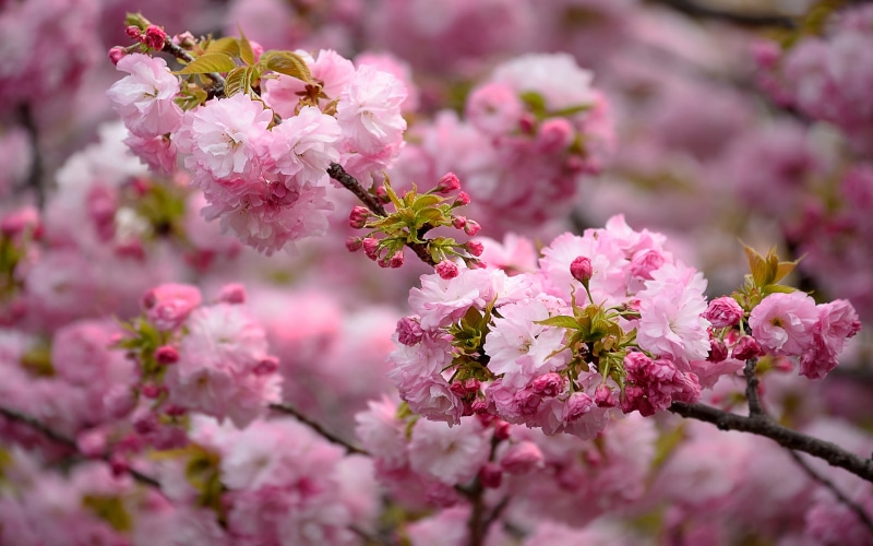 cherry, mobile, flowers, sakura, pink, japanese, beautiful, desktop, android, bloom, phones, spring, tablet, 4K, branch