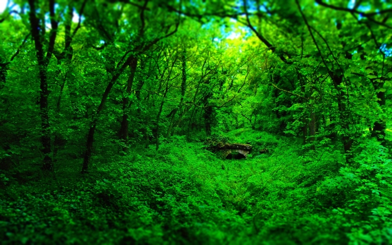 Arboles, green color, lush foliage, Naturaleza, environment, scenics - nature, rainforest, tranquility, non-urban scene, tranquil scene, foliage, land