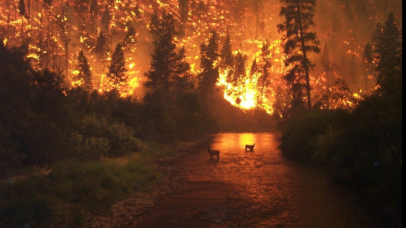 naturaleza, bosque, incendio, 2K, fuego, ciervos