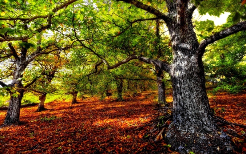 1080P, naturaleza, arboles, bosque