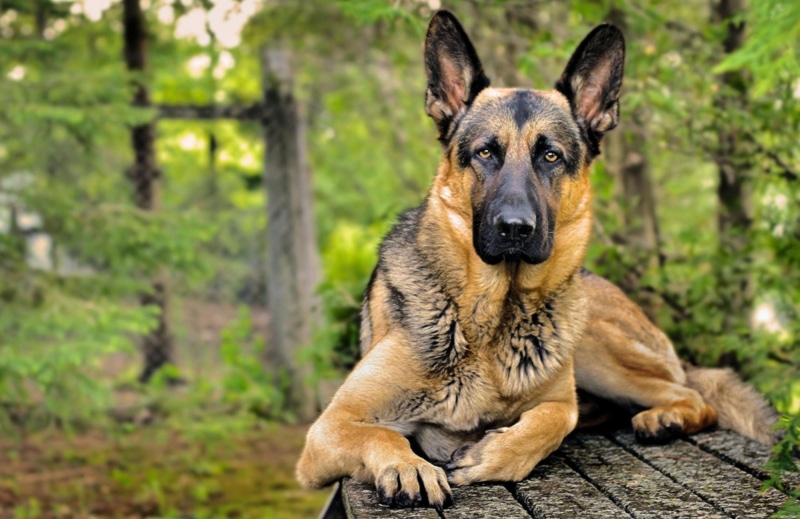 german shepherd, relaxation, 1080P, mammal, pastor, portrait, land, animal, one animal, aleman, domestic animals, day, sitting, animal themes, focus on foreground