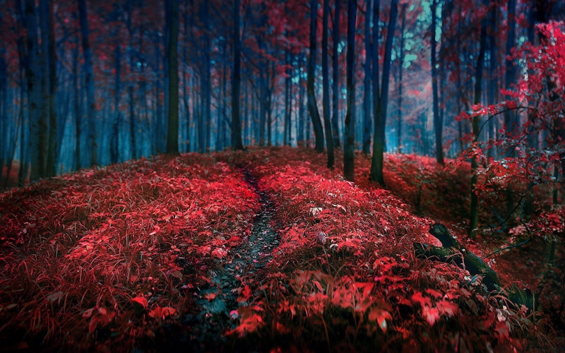 nature, bosque, red, arboles, 1080P, roses