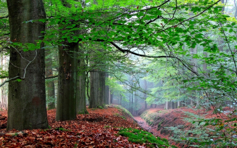 bosque, paisaje, naturaleza, 1080P, camino