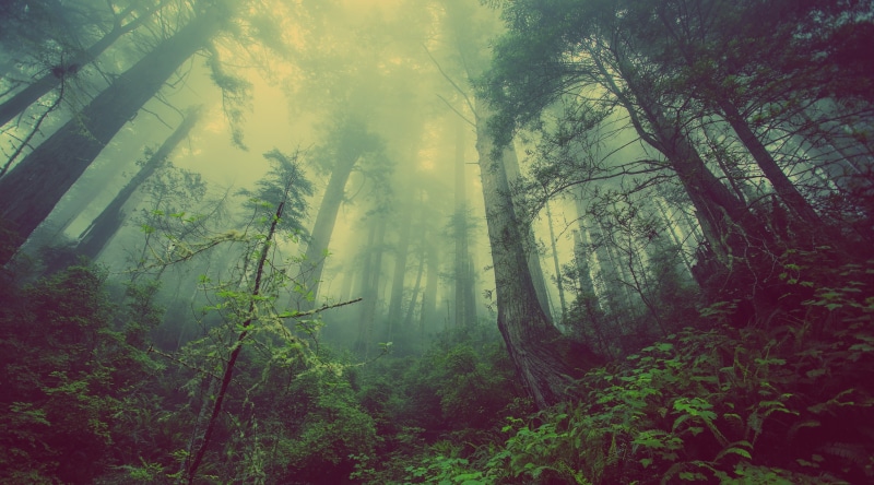 tree, woodland, Forests, trunk, non-urban scene, land, tranquility, bosque, Nature, ambiente, cold, day, tall, scenics - nature, 4K, tranquil scene, no people