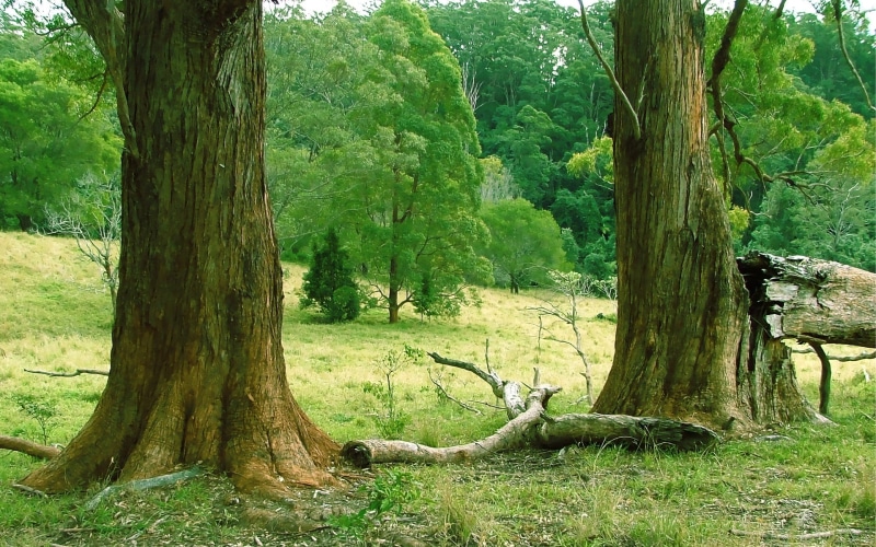 tranquil scene, bark, 1080P, no people, arboles, scenics - nature, tronco, branch, nature, tranquility, bosque, naturaleza, day, growth, tree, plant, woodland