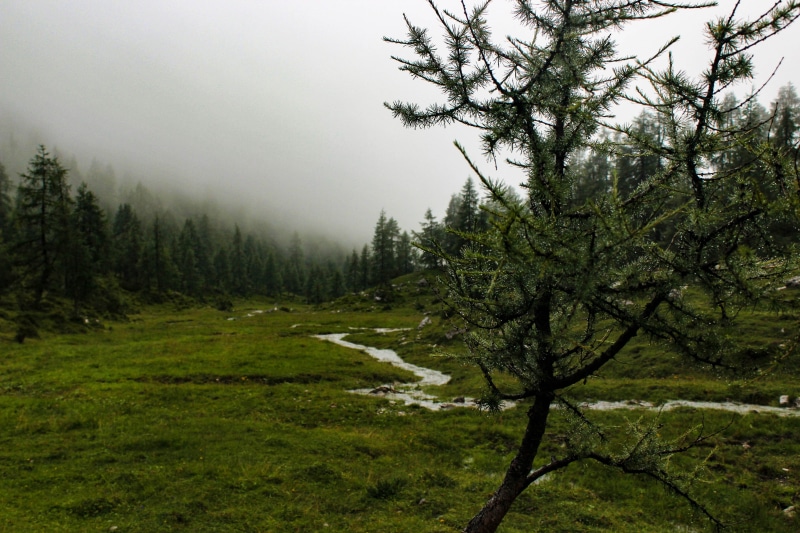 rio, naturaleza, bosque, 5K