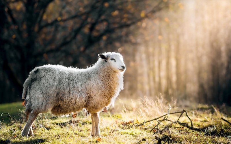 bosque, lana, oveja, 2K, animales