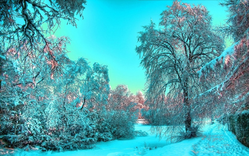 naturaleza, bosque, nevado, arboles, 1080P