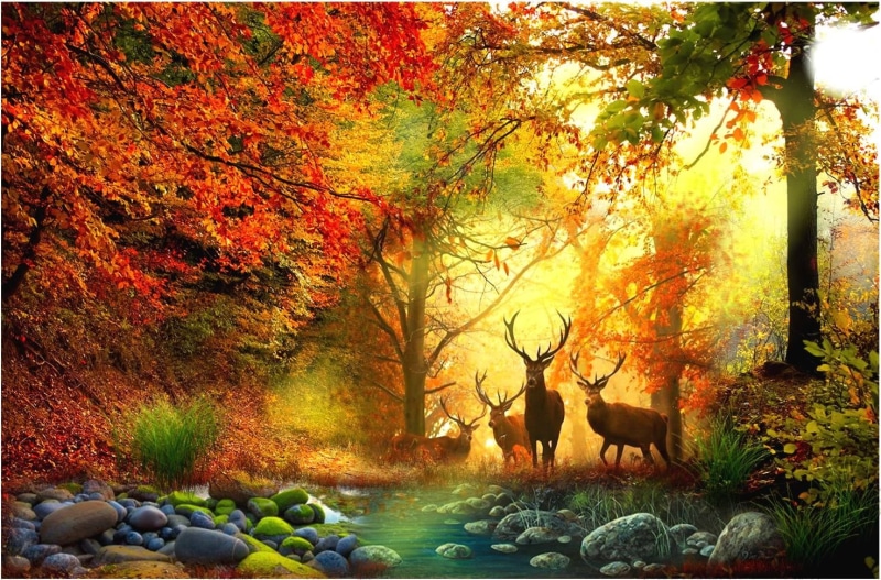 autumn, color, vertebrate, mammal, orange color, no people, animals in the wild, pasion, vista, animal themes, group of animals, plant, bosque, forest