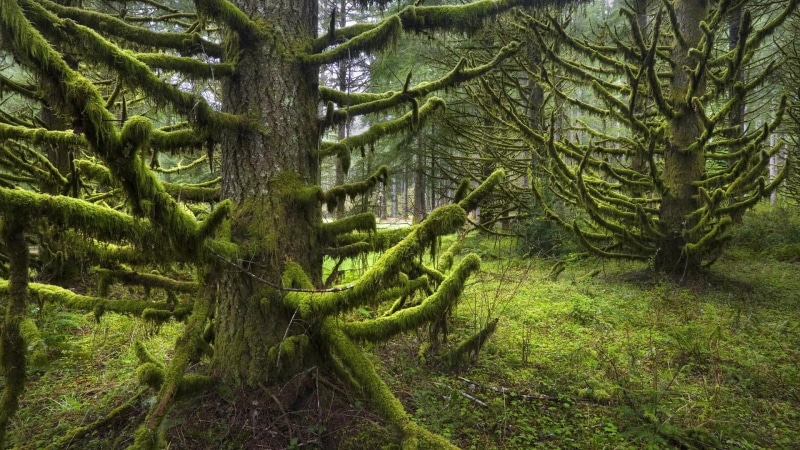 arbol, verde, bosque, 1080P, 3d and abstract, arboles